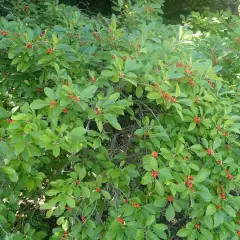 ILEX verticillata - Houx verticillé