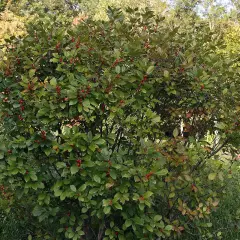 ILEX verticillata - Houx verticillé