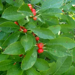 ILEX verticillata - Houx verticillé