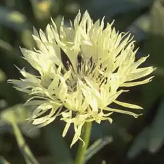 CENTAUREA montana 'Sulphurea' - Centaurée