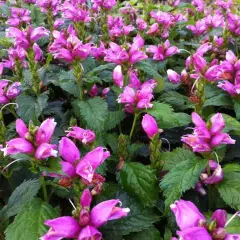 CHELONE lyonii 'Hot Lips' - Galane