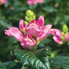 CHELONE lyonii 'Hot Lips' - Galane