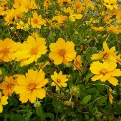 COREOPSIS auriculata 'Elfin Gold' - Coréopsis auriculé