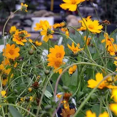 COREOPSIS auriculata 'Elfin Gold' - Coréopsis auriculé