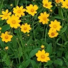 COREOPSIS auriculata 'Elfin Gold' - Coréopsis auriculé