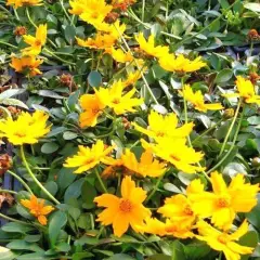 COREOPSIS auriculata 'Elfin Gold' - Coréopsis auriculé