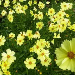 COREOPSIS 'Full Moon'® - Coréopsis verticillé