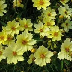 COREOPSIS 'Full Moon'® - Coréopsis verticillé