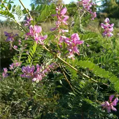 INDIGOFERA heterantha 'Gerardiana' - Indigotier rose