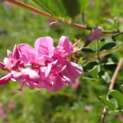 INDIGOFERA heterantha 'Gerardiana' - Indigotier rose