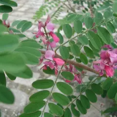 INDIGOFERA heterantha 'Gerardiana' - Indigotier rose