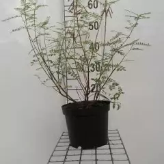 INDIGOFERA heterantha 'Gerardiana' - Indigotier