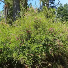 INDIGOFERA heterantha 'Gerardiana' - Indigotier rose