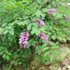 INDIGOFERA heterantha 'Gerardiana' - Indigotier rose