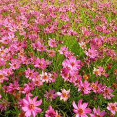 COREOPSIS 'Limerock Passion' - Coréopsis verticillé