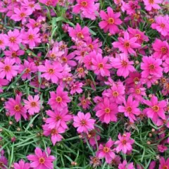 COREOPSIS 'Limerock Passion' - Coréopsis verticillé