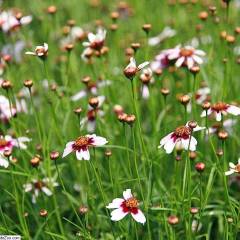 COREOPSIS rosea 'Sweet Dreams' - Coréopsis verticillé