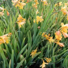 CROCOSMIA 'Buttercup' - Montbrétia