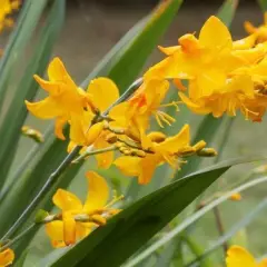 CROCOSMIA 'Buttercup' - Montbrétia