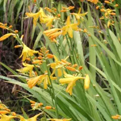 CROCOSMIA 'Buttercup' - Montbrétia