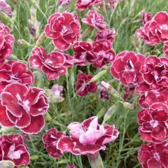 DIANTHUS allwoodii 'Romeo' - Oeillet mignardise