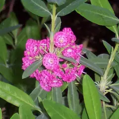 KALMIA angustifolia 'Rubra' - Laurier américain, kalmia à feuilles étroites 'Rubra'