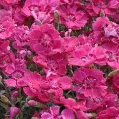 DIANTHUS gratianopolitanus 'Rotkäppchen' - Oeillet