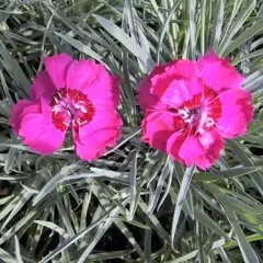 DIANTHUS gratianopolitanus 'Rotkäppchen' - Oeillet