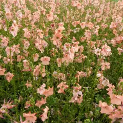 DIASCIA hybride 'Blackthorn Apricot'