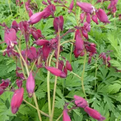 DICENTRA formosa 'Bacchanal'