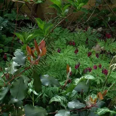 DICENTRA formosa 'Bacchanal'