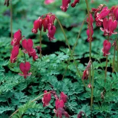 DICENTRA formosa 'Bacchanal'