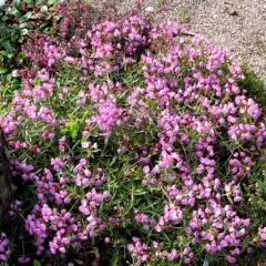 KALMIA polifolia - Laurier américain polifolia