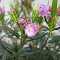 KALMIA polifolia - Laurier américain polifolia