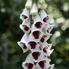 DIGITALIS purpurea 'Pam’s Choice' - Digitale