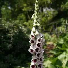 DIGITALIS purpurea 'Pam’s Choice' - Digitale