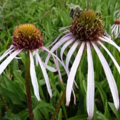 ECHINACEA pallida 'Hula Dancer' - Rudbeckia