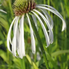 ECHINACEA pallida 'Hula Dancer' - Rudbeckia