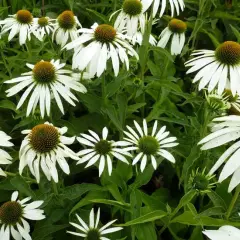 ECHINACEA purpurea 'Baby Swan White'