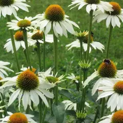 ECHINACEA purpurea 'Baby Swan White'