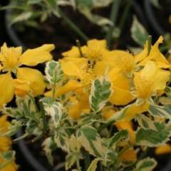 KERRIA japonica 'Picta' - Corête du Japon panaché