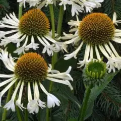 ECHINACEA purpurea 'Ferris Wheel'