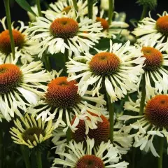 ECHINACEA purpurea 'Ferris Wheel'