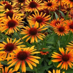 ECHINACEA purpurea 'Flame Thrower'®