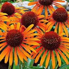 ECHINACEA purpurea 'Flame Thrower'®