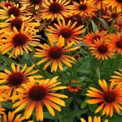 ECHINACEA purpurea 'Flame Thrower'®