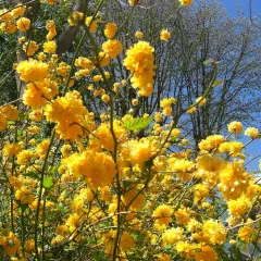 KERRIA  japonica 'Pleniflora' - Corête du Japon 'Pleniflora' à fleurs doubles