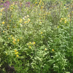 KERRIA  japonica 'Pleniflora' - Corête du Japon 'Pleniflora' à fleurs doubles
