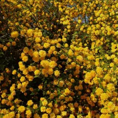 KERRIA  japonica 'Pleniflora' - Corête du Japon 'Pleniflora' à fleurs doubles