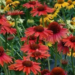 ECHINACEA purpurea 'Hot Lava'